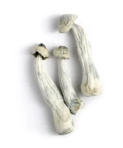 Albino Penis Envy