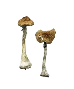 A+ Magic Mushroom